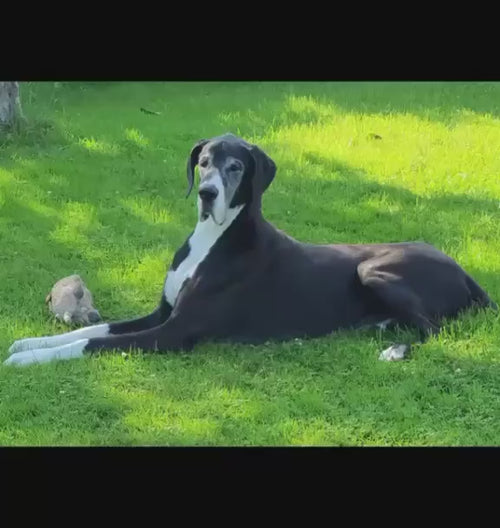 Dein Hund als Skulptur – Handbemalte 3D-Druck Hundefigur nach Originalfoto | personalisiert | Unikat | handbemalt
